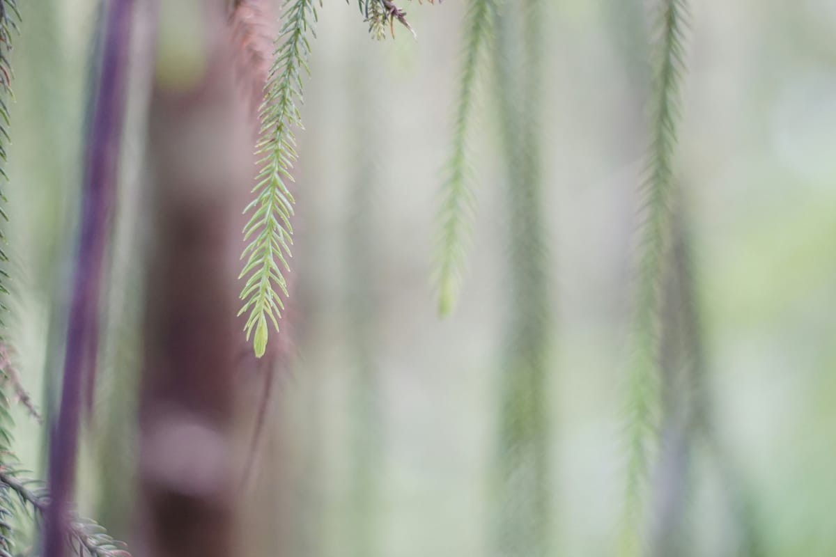 Dieters live life in the fasting lane.