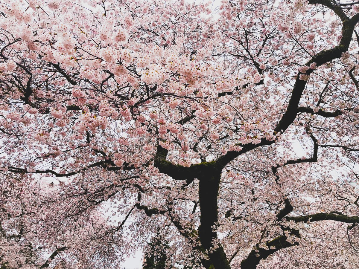 In Seattle, Washington, it is illegal to carry a concealed weapon that is over six feet in length.