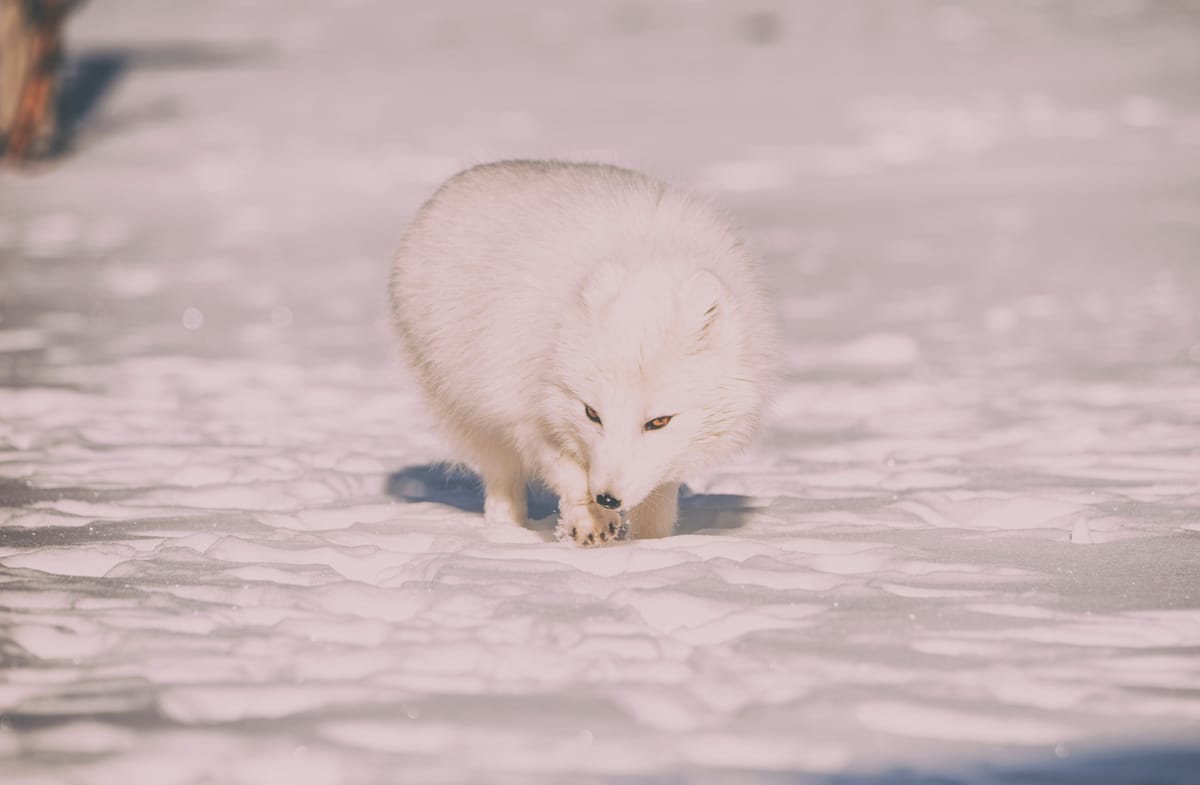 "Nobody knows what goes between his cold toes and his warm ears." - Roy Harper