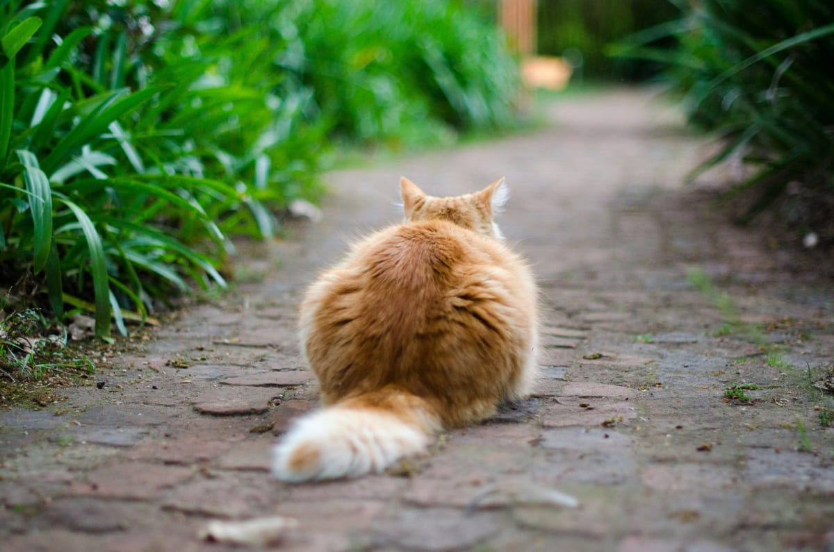 Q: What is the sound of one cat napping? A: Mu.