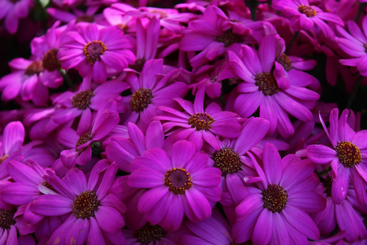 Q: What is purple and concord the world? A: Alexander the Grape.