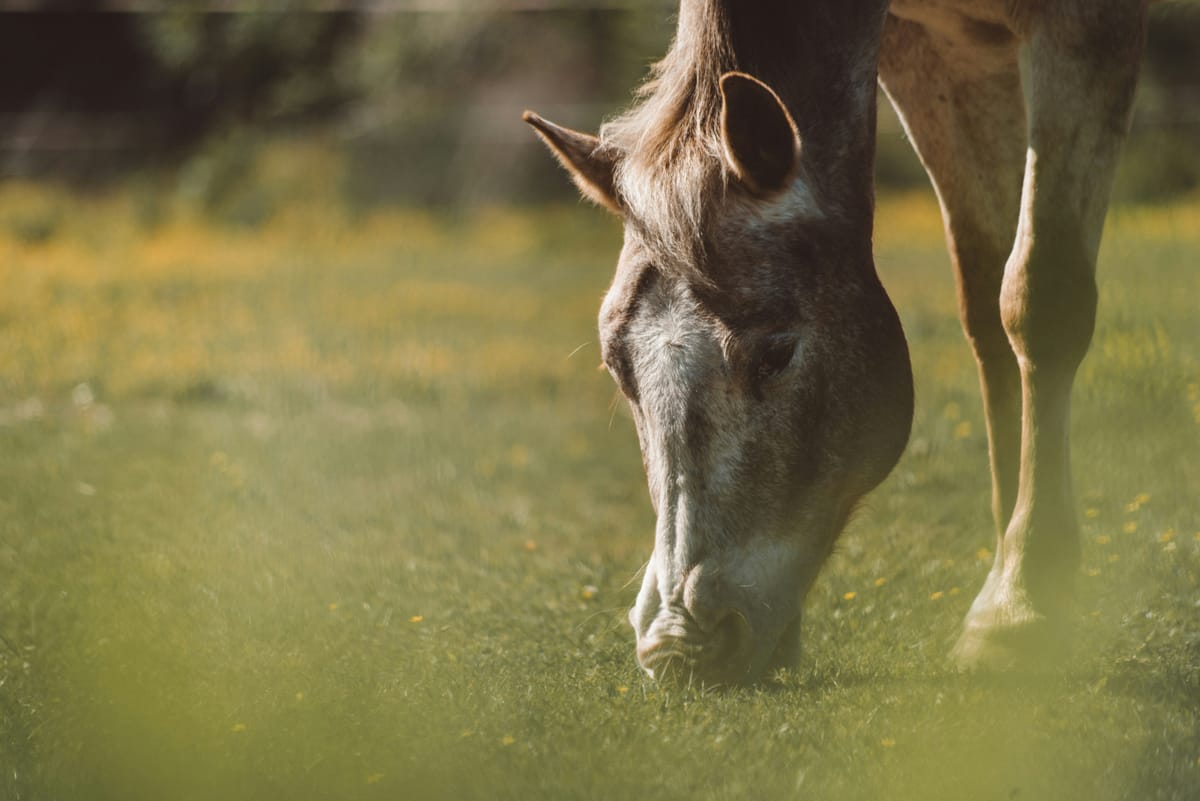 "Thirty white horses on a red hill, First they champ, Then they stamp, Then they stand still." - Tolkien
