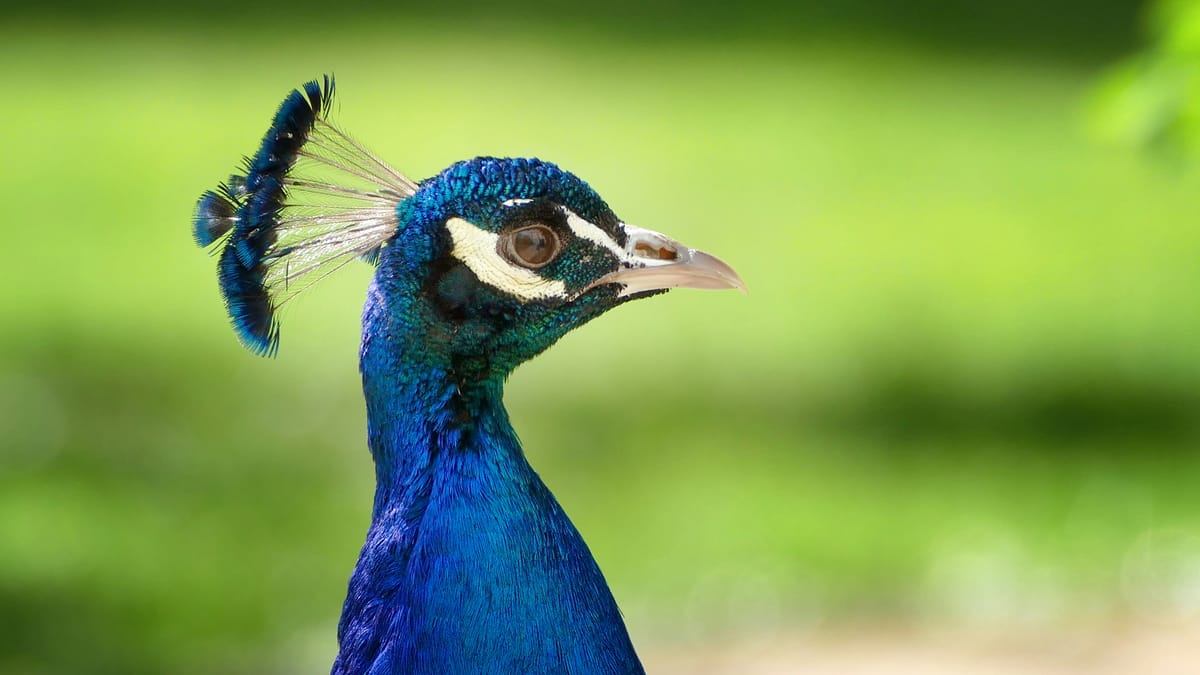 Snakes. Why did it have to be snakes?