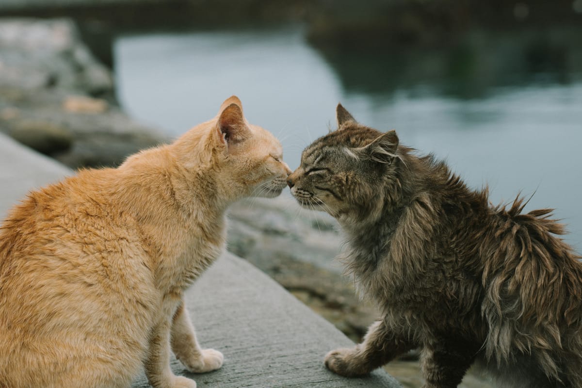 There are more ways of killing a cat than choking her with cream.