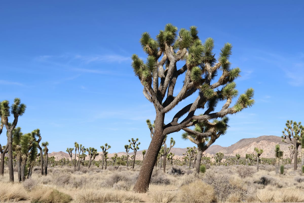 "California is a fine place to live" - if you happen to be an orange. -- Fred Allen