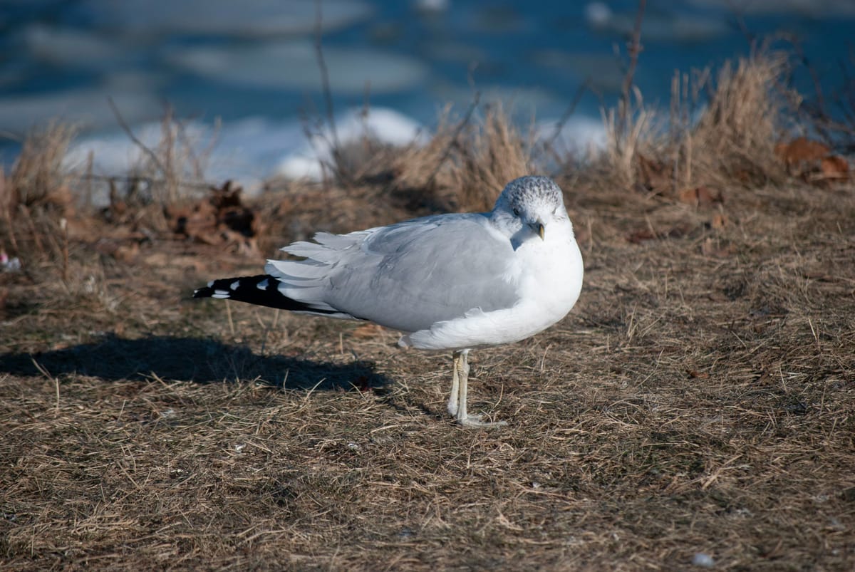 "Don't try to outweird me, three-eyes. I get stranger things than you free with my breakfast cereal." - Zaphod Beeblebrox