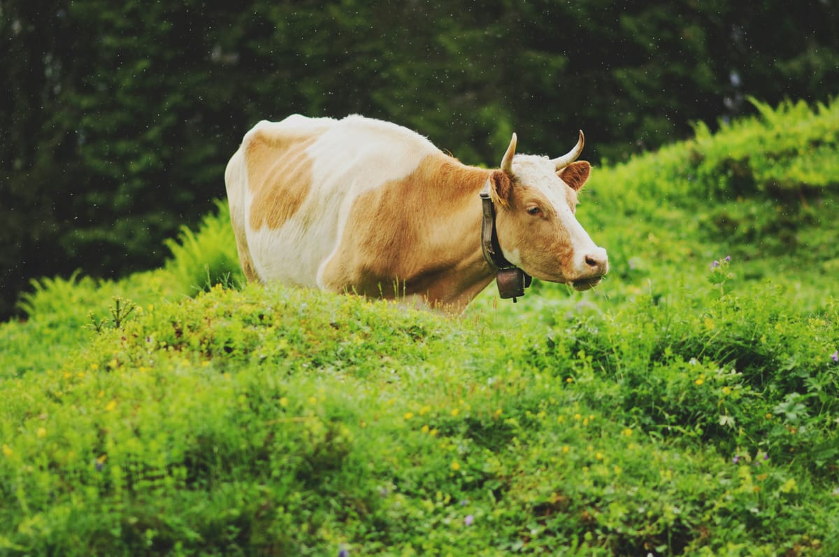 Honi soit la vache qui rit.