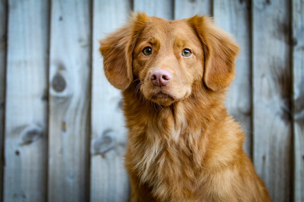 "Take heart amid the deepening gloom that your dog is finally getting enough cheese." - National Lampoon, "Deteriorata"