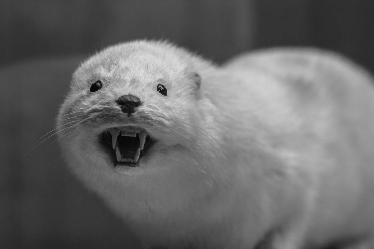 Raising pet electric eels is gaining a lot of current popularity.