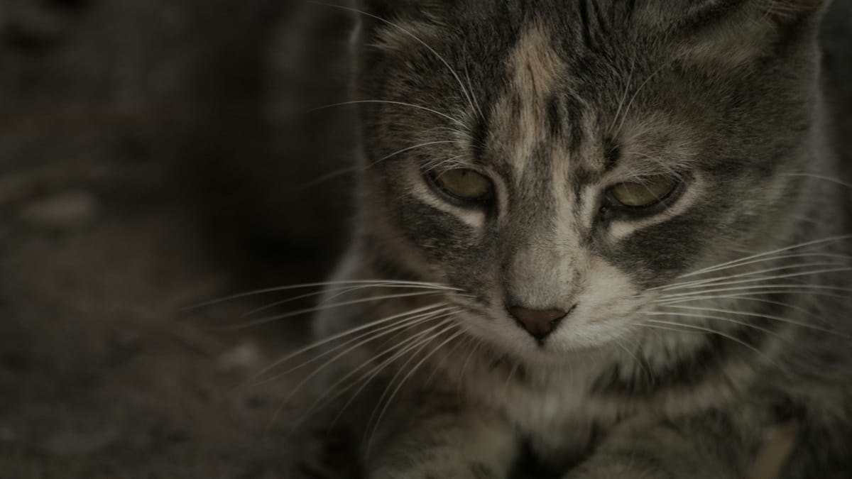 QOTD: "My mother was the travel agent for guilt trips."