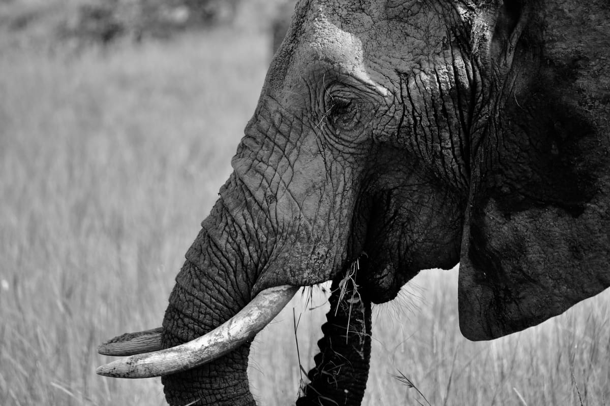 The real problem with hunting elephants carrying the decoys.