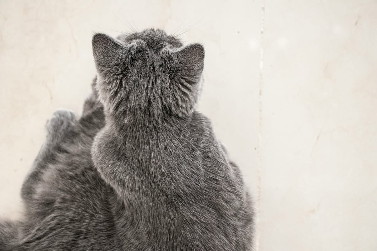 You humans are all alike.
