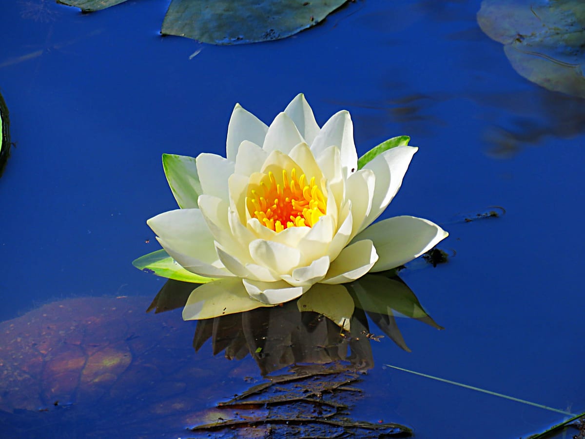 "The human mind treats a new idea the way the body treats a strange protein: it rejects it." - P. Medawar