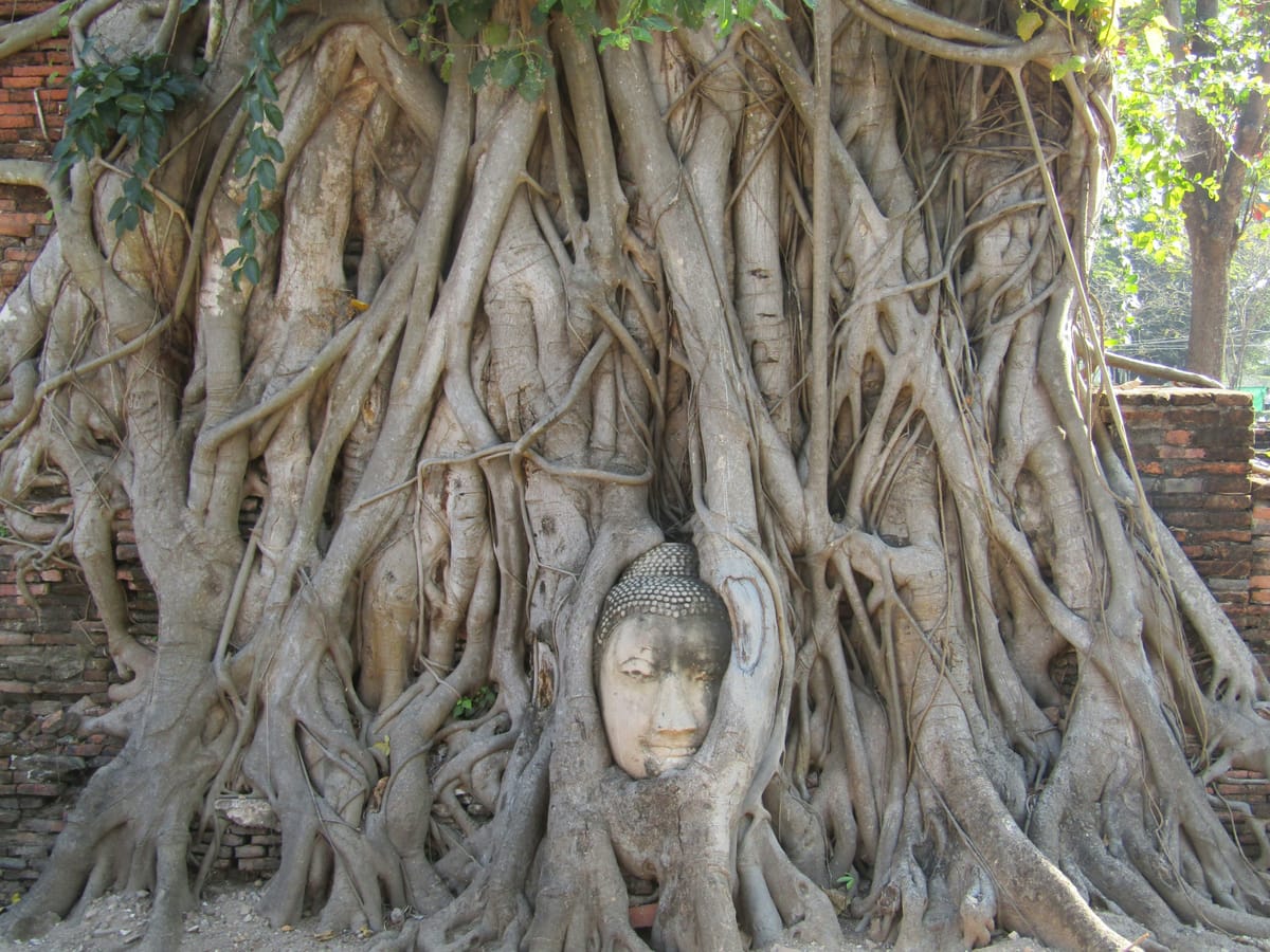 Money is the root of all evil, and man needs roots.