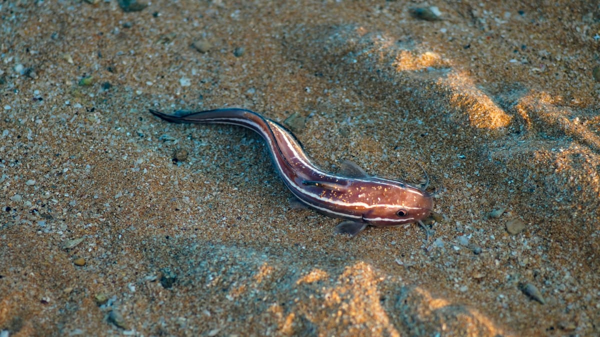 Raising pet electric eels is gaining a lot of current popularity.