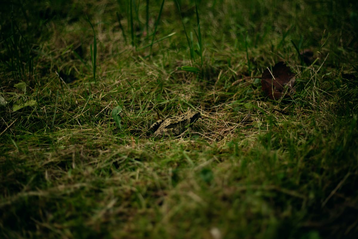 "Some primal termite knocked on wood. And tasted it, and found it good. And that is why your Cousin May Fell through the parlor floor today." - Ogden Nash