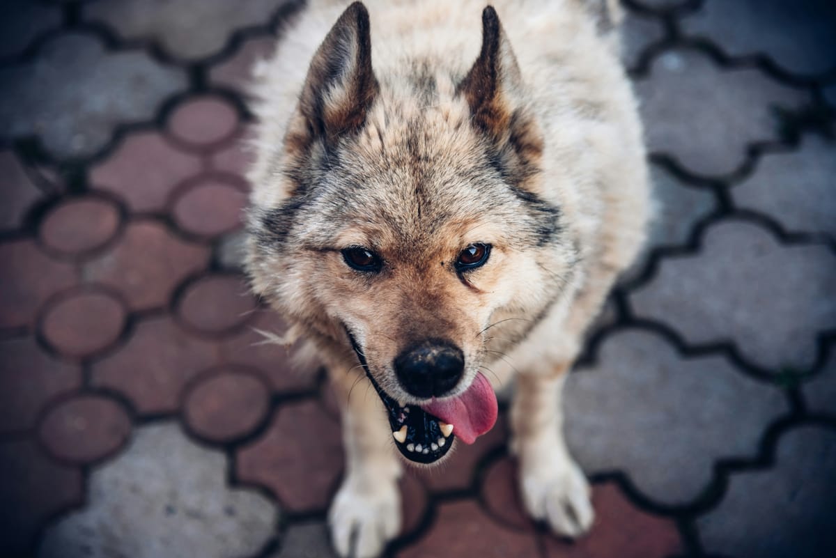 The wise shepherd never trusts his flock to a smiling wolf.