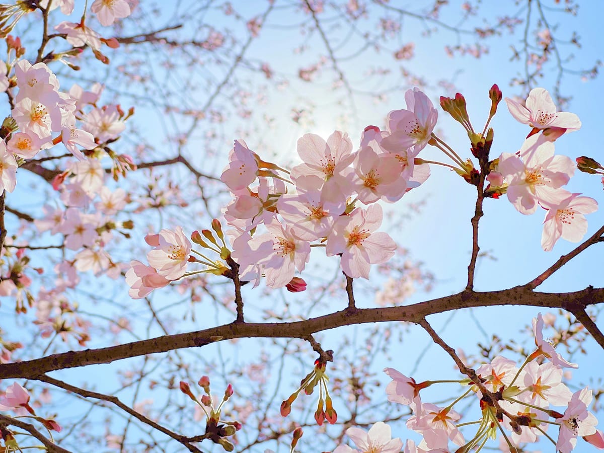 "Happiness is good health and a bad memory." - Ingrid Bergman