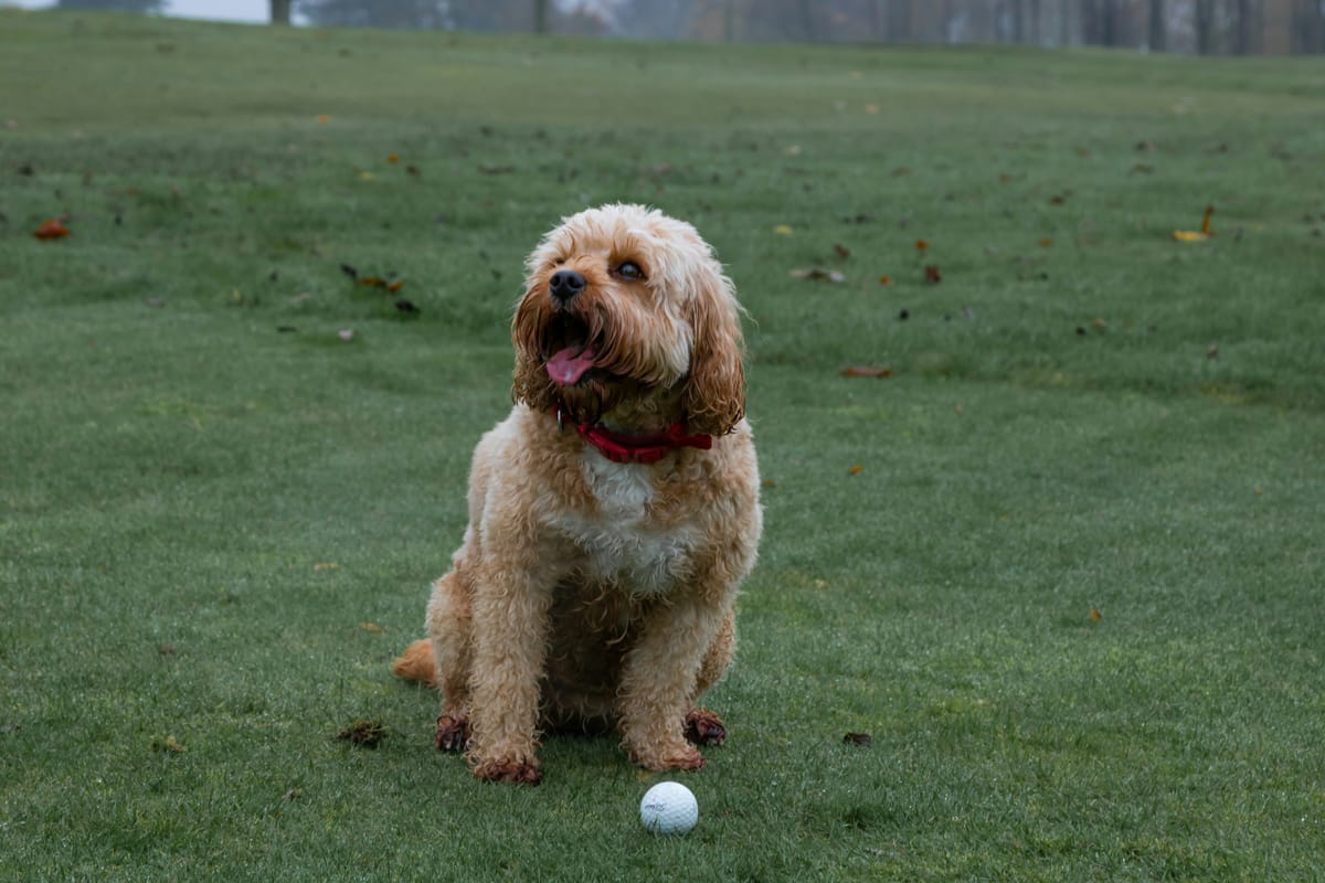 Show me a man who is a good loser and I'll show you a man who is playing golf with his boss.