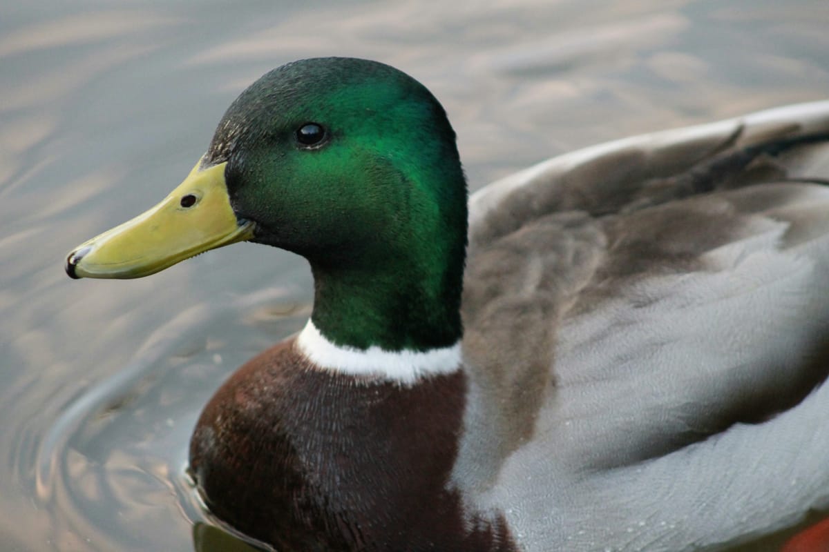 Seattle is so wet that people protect their property with watch-ducks.