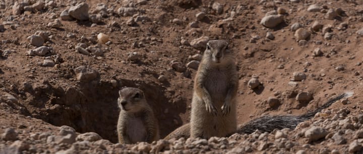 "There is always something new out of Africa." - Gaius Plinius Secundus