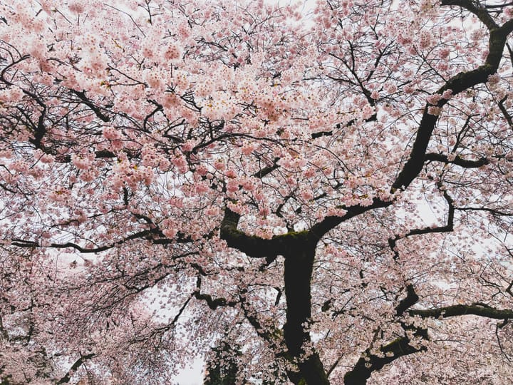 In Seattle, Washington, it is illegal to carry a concealed weapon that is over six feet in length.