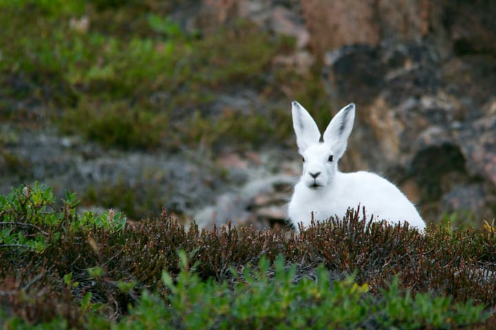 Renning's Maxim: Man is the highest animal. Man does the classifying.