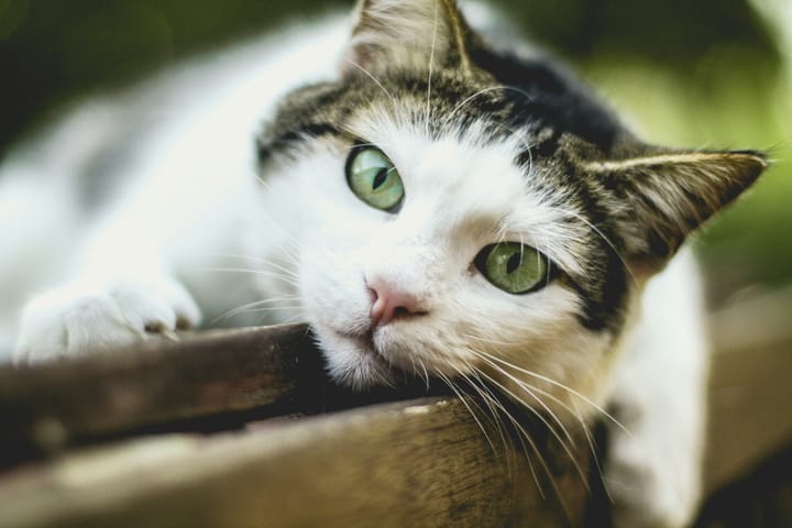 "One of the most striking differences between a cat and a lie is that a cat has only nine lives." - Mark Twain