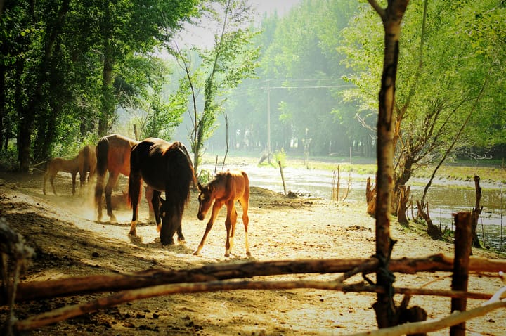 "Set the cart before the horse." - John Heywood