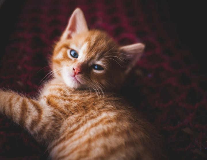 "Anyone who considers protocol unimportant has never dealt with a cat." - Robert A. Heinlein