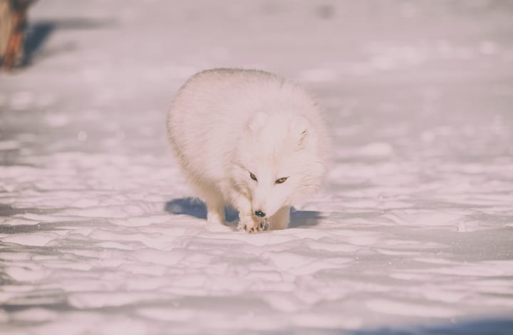 "Nobody knows what goes between his cold toes and his warm ears." - Roy Harper