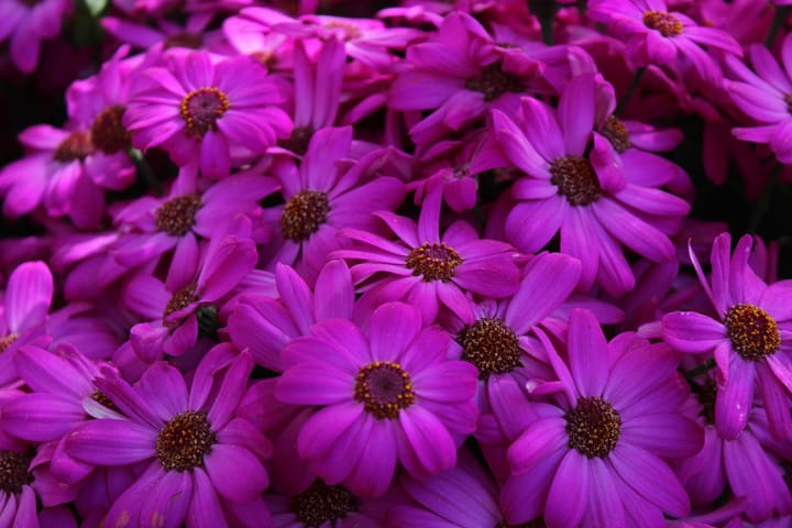Q: What is purple and concord the world? A: Alexander the Grape.