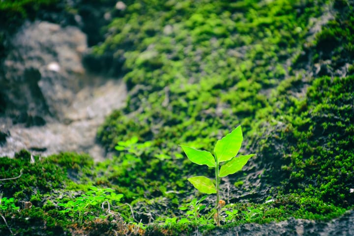 Life exists for no known purpose.