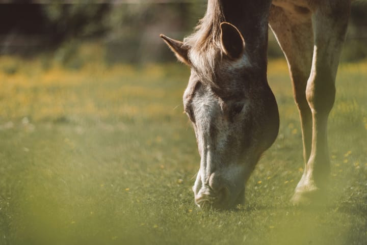 "Thirty white horses on a red hill, First they champ, Then they stamp, Then they stand still." - Tolkien