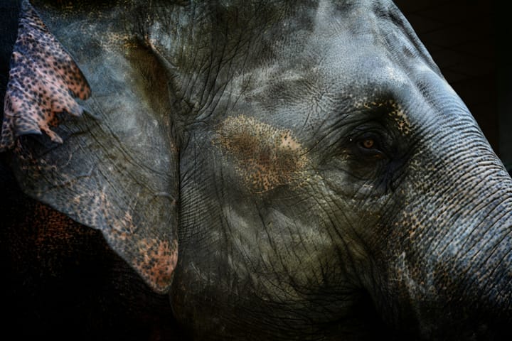 An elephant is a mouse with an operating system.