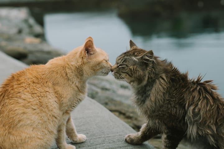There are more ways of killing a cat than choking her with cream.