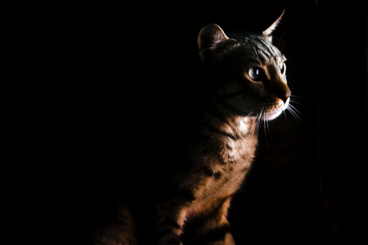 "Rich bachelors should be heavily taxed. It is not fair that some men should be happier than others." - Oscar Wilde