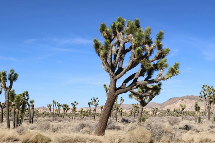 "California is a fine place to live" - if you happen to be an orange. -- Fred Allen