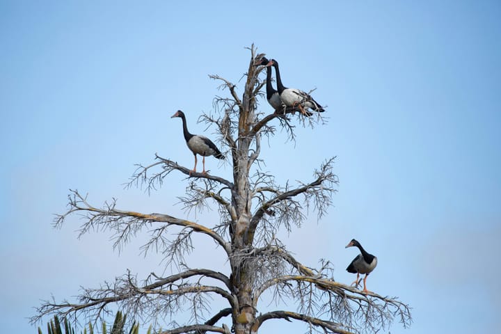 BE A LOOF! (There has been a recent population explosion of lerts.)