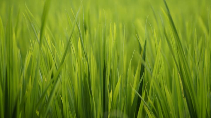 "If little green men land in your back yard, hide any little green women you've got in the house." - Mike Harding, "The Armchair Anarchist's Almanac"