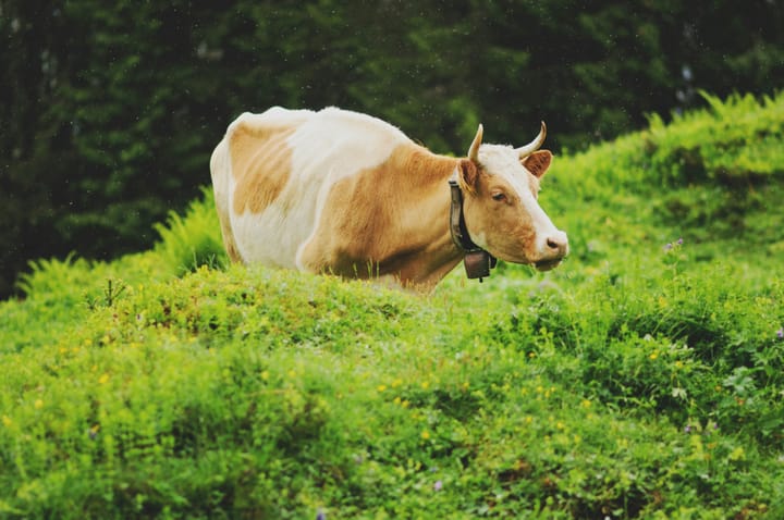 Honi soit la vache qui rit.