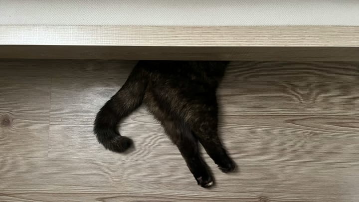 You've been leading a dog's life. Stay off the furniture.