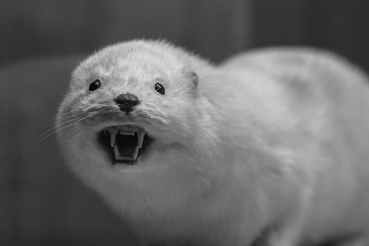 Raising pet electric eels is gaining a lot of current popularity.