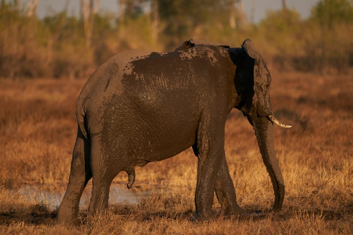Q: How can you tell if an elephant is having an affair with your wife? A: You have to wait 22 months.