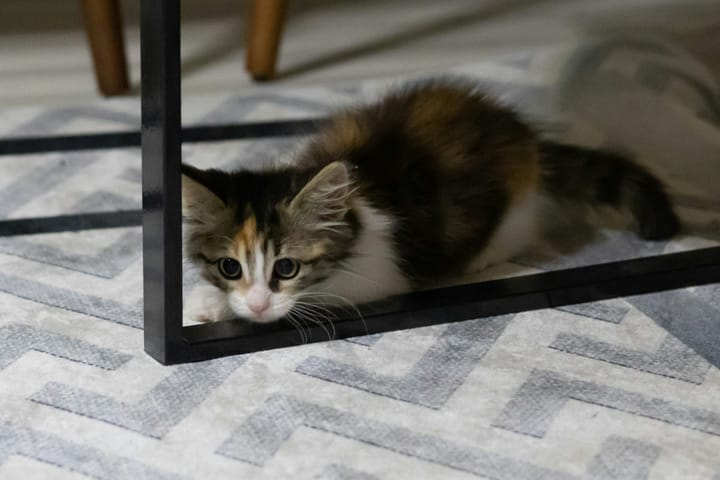 Four hours to bury the cat? Yes, damn thing wouldn't keep still, kept mucking about, 'owling...