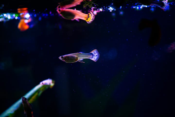 "The human brain is like an enormous fish" - it is flat and slimy and has gills through which it can see. -- Monty Python
