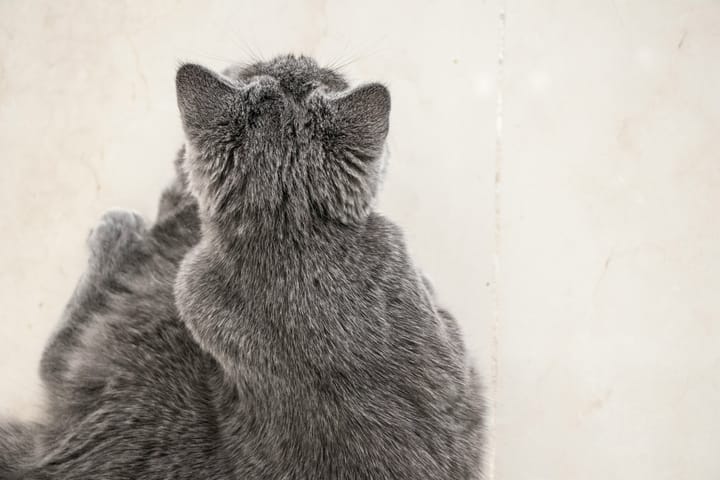 You humans are all alike.