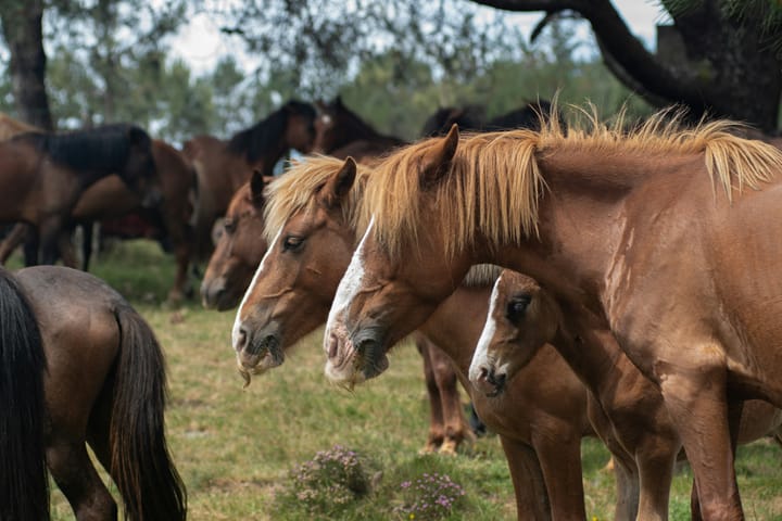 "It's faster horses, Younger women, Older whiskey and More money." - Tom T. Hall, "The Secret of Life"