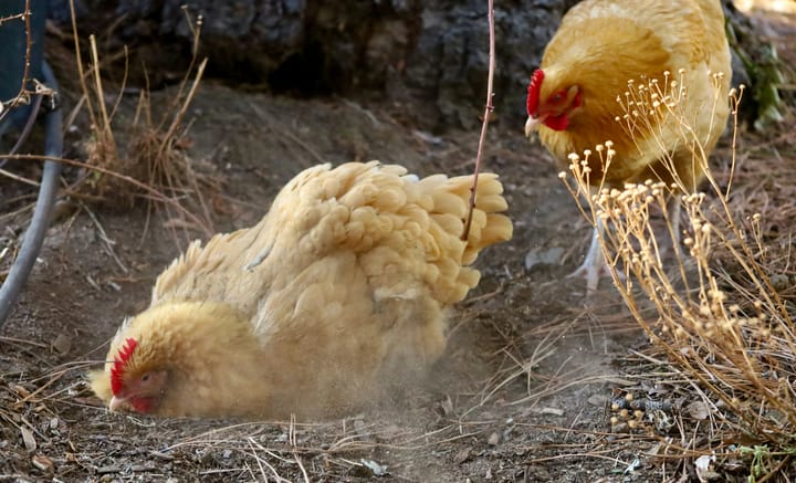 "Do not count your chickens before they are hatched." - Aesop