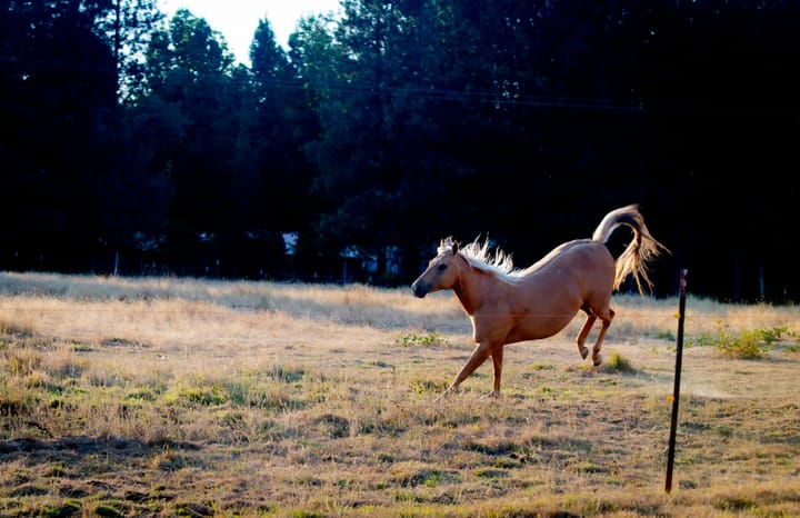 A truly wise man never plays leapfrog with a unicorn.